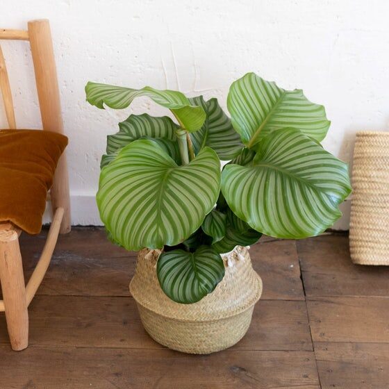 Calathea Theo