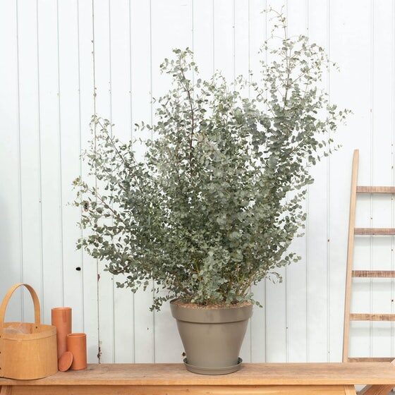 Eucalyptus Rodrigo
