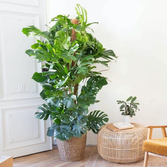 Monstera Simone